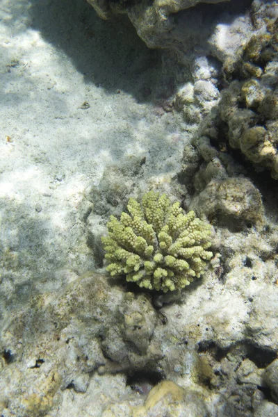 Une Image Corail Acropora Nouvelle Calédonie — Photo