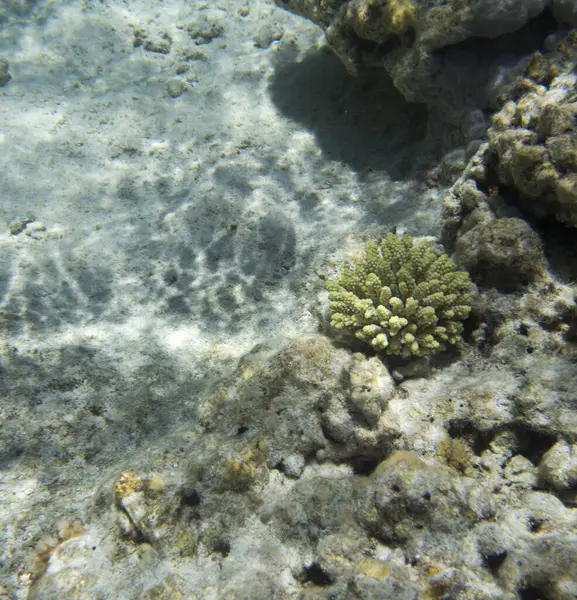 Una Foto Corallo Acropora Nuova Caledonia — Foto Stock