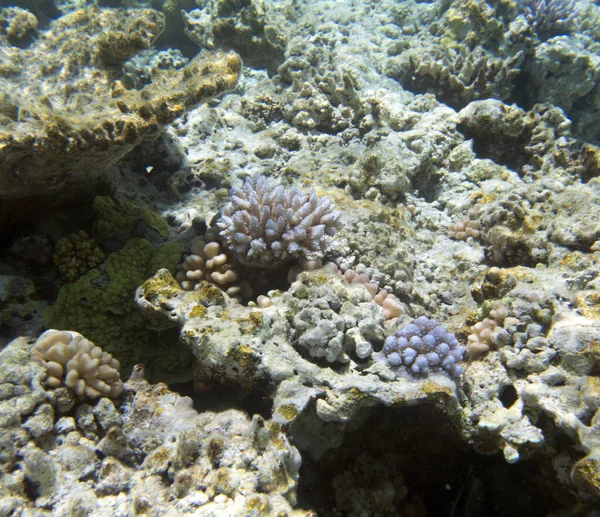 Ein Bild Der Akropora Koralle Neukaledonien — Stockfoto