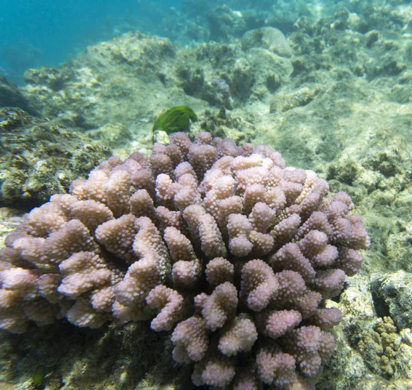 Egy Kép Acropora Korallról Kaledóniában — Stock Fotó