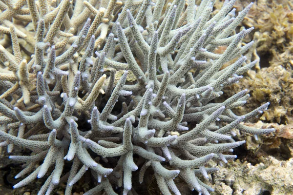 Фото Коралів Акропори Новій Каледонії — стокове фото