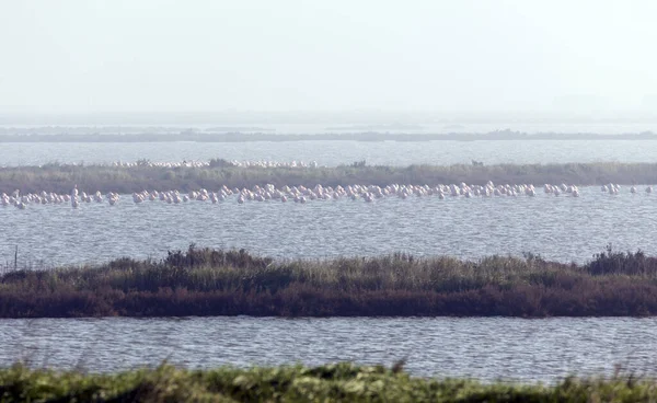 Stort Antal Flamingofåglar Comacchio Italien — Stockfoto