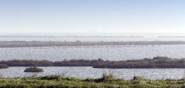 Stort Antal Flamingofåglar Comacchio Italien — Stockfoto