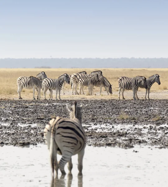 纳米比亚水坑边的一群斑马 — 图库照片