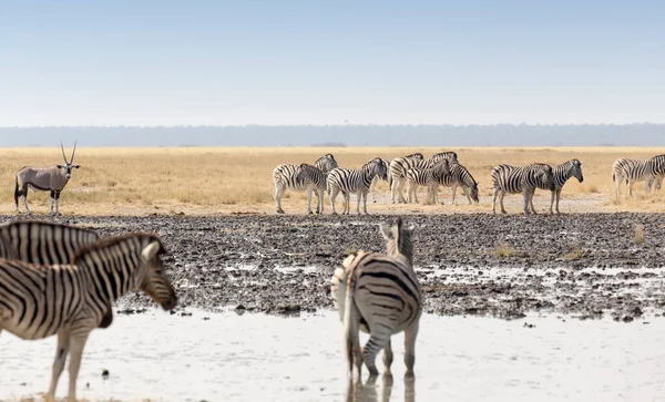 Grupo Zebra Buraco Água Namíbia — Fotografia de Stock