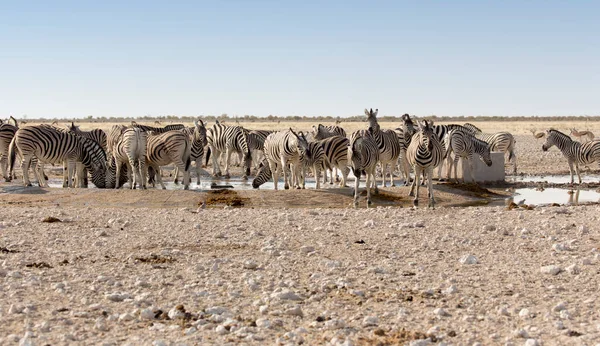 Grupp Zebra Vid Vattenhål Namibia — Stockfoto