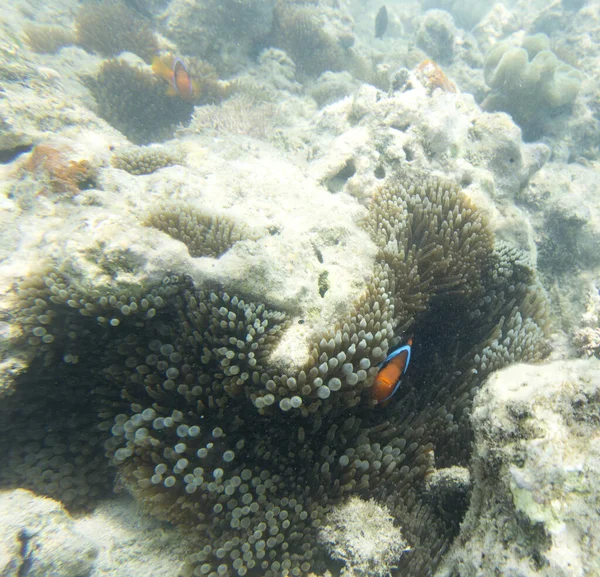 Ryba Amfiprionowa Swoim Anemonie Morzu — Zdjęcie stockowe