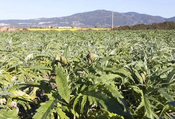 Een Foto Genomen Een Artisjokken Plantage Italie — Stockfoto