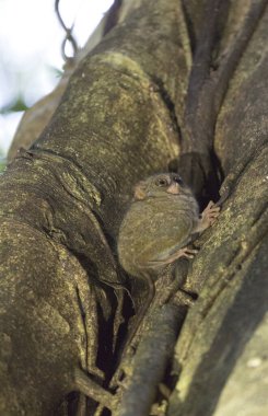 Endonezya 'daki Tangkoko parkında küçük bir tarsius.