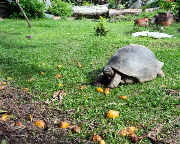 Een Typische Reuzenschildpad Seychellen Eilanden — Stockfoto