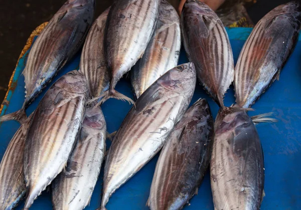 Many fishes sold at market in Sulawesi north, Indonesia