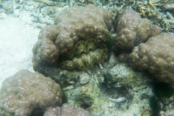 Foto Uma Amêijoa Tridacna Mar Tropical — Fotografia de Stock