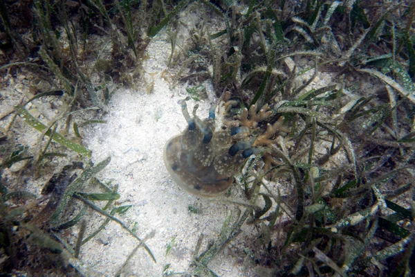 Une Méduse Dans Sable Mer Dans Les Îles Togiennes Indonésie — Photo