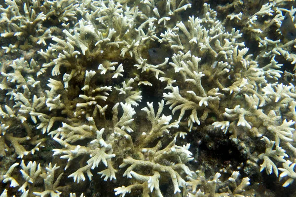 Rafa Koralowa Wyspach Togijskich Indonezja — Zdjęcie stockowe