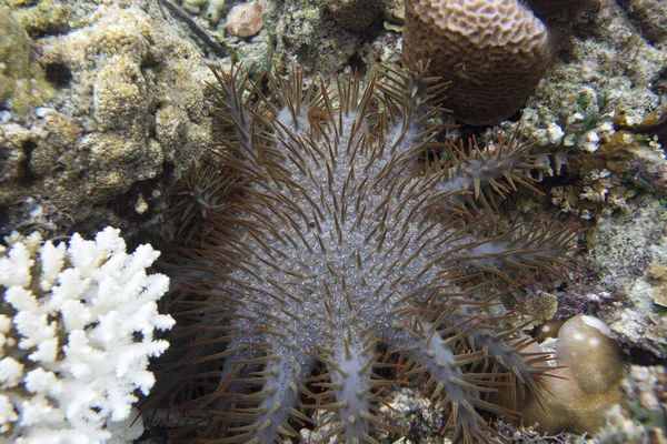 Close View Crown Thorns Starfish Indonesia — Stock Photo, Image