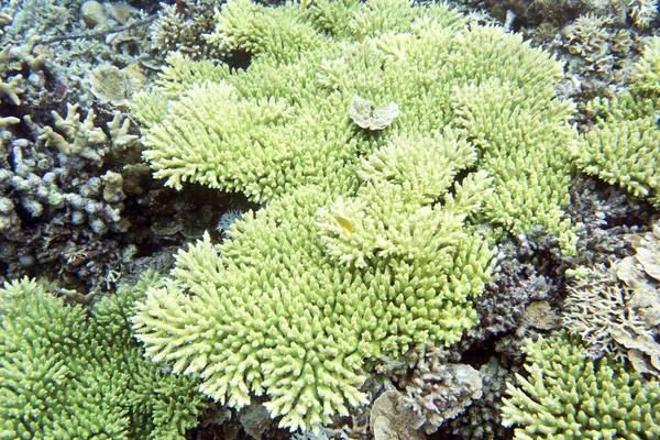 Arrecife Coral Las Islas Togian Indonesia — Foto de Stock