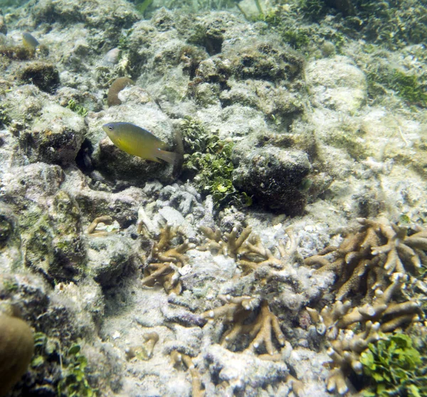 Fisk Korallrevet Togianska Öarna Indonesien — Stockfoto