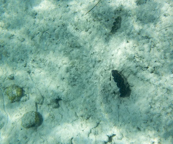 Zdjęcie Tridacna Clam Tropikalnym Morzu — Zdjęcie stockowe