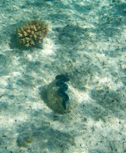 Zdjęcie Tridacna Clam Tropikalnym Morzu — Zdjęcie stockowe