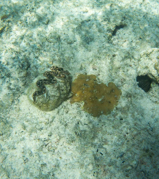 Foto Una Almeja Tridacna Mar Tropical — Foto de Stock