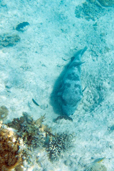 Photo Pufferfish Sand New Caledonia — Stock Photo, Image