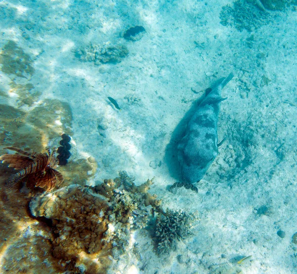 Ein Foto Eines Kugelfisches Sand Neukaledonien — Stockfoto