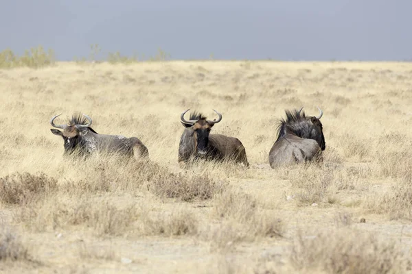 Animales Búfalo Desierto Namibia Namibia —  Fotos de Stock