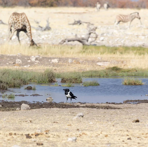 Ворон Водоймі Пустелі Намібії — стокове фото