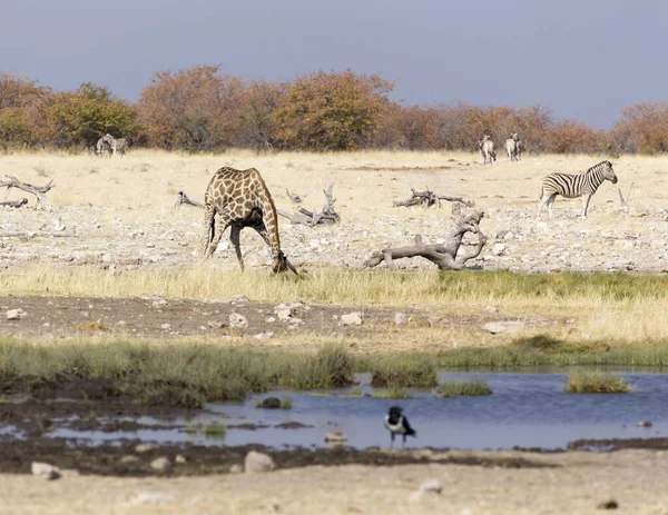 Egy Zsiráf Namíbia Szavannájában — Stock Fotó