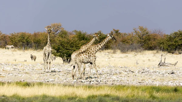 Three giraffa animals in the savannah of Namibia