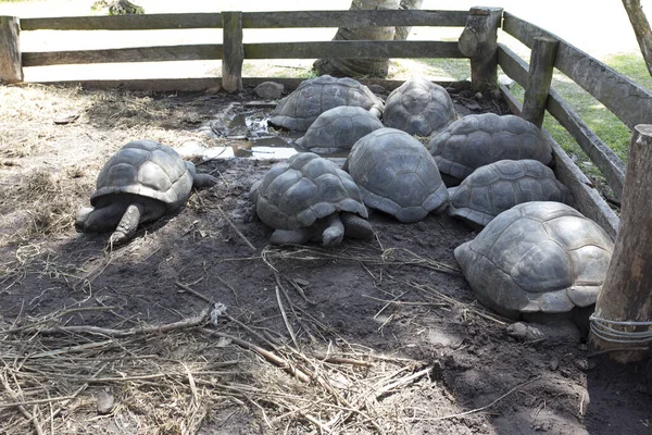 Een Groep Typische Reuzenschildpadden Seychellen Eilanden — Stockfoto