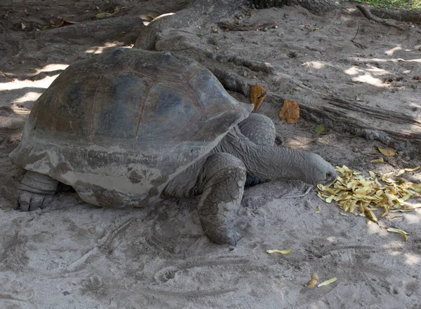 Een Typische Reuzenschildpad Seychellen Eilanden — Stockfoto