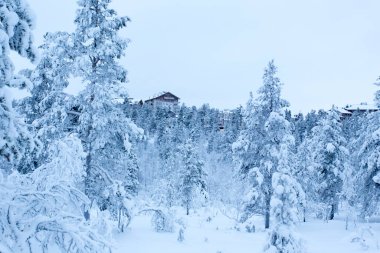 Saariselka, Finlandiya - 31 Aralık 2017: Saariselka 'nın beyaz ormanında çekilen fotoğraf