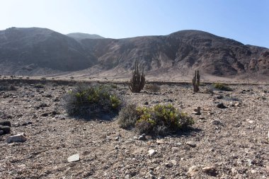 Pan de Azucar Parkı Şili 'nin kuzeyinde.