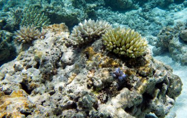 Yeni Kaledonya 'daki güzel mercan resifi