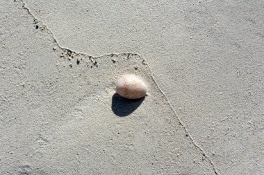 Mercan kumunun kabuklu arka planı, Yeni Kaledonya