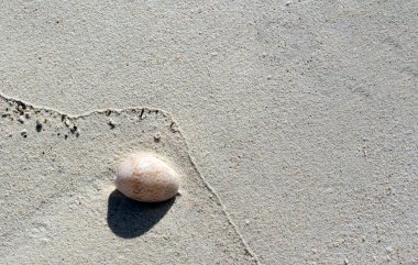 Mercan kumunun kabuklu arka planı, Yeni Kaledonya