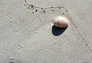 Mercan kumunun kabuklu arka planı, Yeni Kaledonya