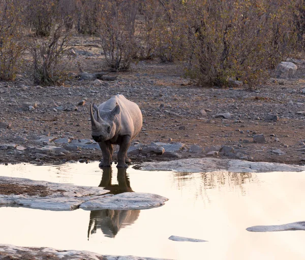 Ein Spitzmaulnashorn Wasserloch Namibia — Stockfoto