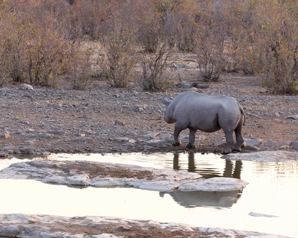 Ein Spitzmaulnashorn Wasserloch Namibia — Stockfoto