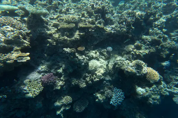 Beautiful Coral Reef New Caledonia — Stock Photo, Image