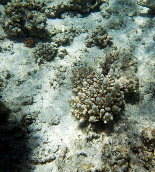 Beautiful Coral Reef New Caledonia — Stock Photo, Image