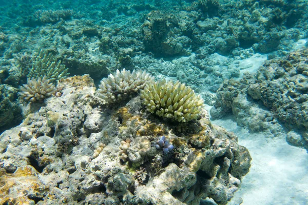 Het Prachtige Koraalrif Nieuw Caledonië — Stockfoto