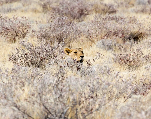 Leão Fêmea Parque Etosha Namíbia — Fotografia de Stock