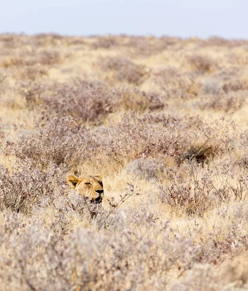 Leão Fêmea Parque Etosha Namíbia — Fotografia de Stock