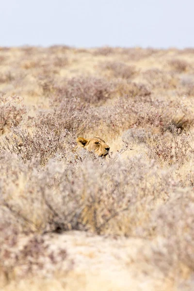 Una Leona Hembra Parque Etosha Namibia — Foto de Stock