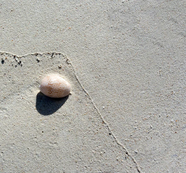 Fundo Areia Coral Com Concha Nova Caledônia — Fotografia de Stock