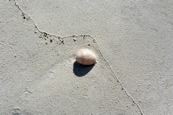 Fond Sable Corallien Avec Coquille Nouvelle Calédonie — Photo