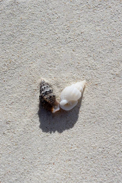 ニューカレドニアの貝殻のあるサンゴの砂の背景 — ストック写真
