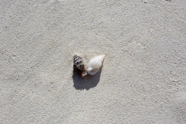 Een Achtergrond Van Koraalzand Met Schelp Nieuw Caledonië — Stockfoto